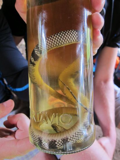 Schlangen Schnaps. War echt lecker, auch wenn es komisch aussieht, aber ich denke auf so einer Reise macht man Sachen die man vielleicht sonst nicht so schnell machen würde.
