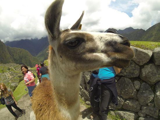 Lamas, sind hier quasi die Rasenmäher und schlängeln sich wie Touristen durch die Inkastätte.