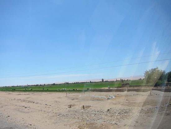 Sand und staubtrocken, dazwischen grüne Wiesen so weit das Auge reicht mit Kühen und dahinter wieder Sand, Sand und noch mehr Sand.