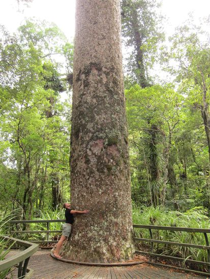 Kauri-Baum.