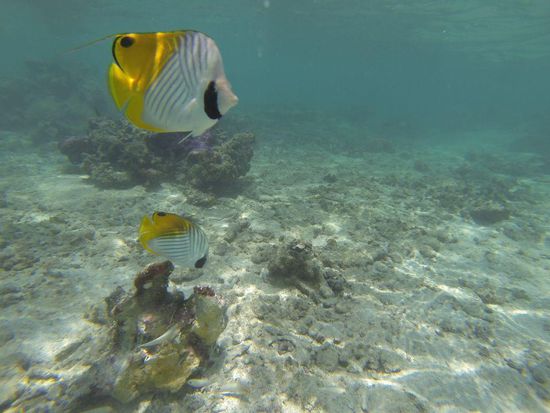 Fischi!