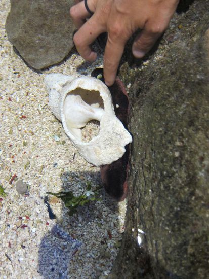Tatz beim Seegurke streicheln im Sealife Aquarium. Achja, auf den Eintritt im Sealife haben wir, nachdem wir uns an einer Information nach Rabatten erkundigt haben, einfach mal so 40 % bekommen.