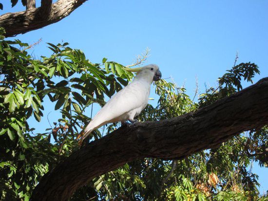 Schöne, aber böse Vögel.