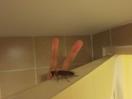 Mitbewohner im Guesthouse, obwohl überall Fliegengitter und alles angebracht ist, aber die kommen überall rein.