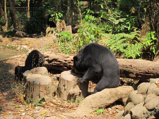 Bär mit Tischmanieren. Am Eingang zu den Wasserfällen gibt es ein Bärengehege, wo es den pelzigen Genossen sichtlich zu gefallen scheint.