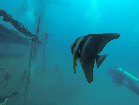 Mein Lieblingsfisch, Platax und der Tatz im Hintergrund. Die bescheidene Sicht hatte den Vorteil, dass das Schiff nur noch mystischer wirkte.