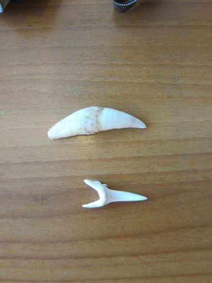 Hier meine beeindruckende Sammlung an Zähnen. Puma (Brasilien) und Sandtigerhai (Thailand) ............. cool wie ich finde!