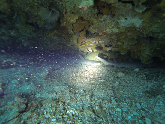 Schlafende Weißspitzenriffhaie. Wie gesagt, Go Pro ist nur semitauglich.