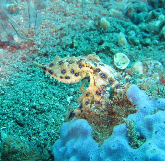 Blauring Oktopus zu meinem 200 offiziellen Tauchgang. Wer hat ihn gefunden? Der Tatz gg. Auch ein kleiner Zeitgenosse mit dem man sich nicht anlegen sollte.