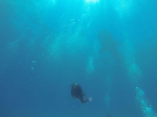 Ja wer pirscht sich denn da hinter dem Tatz an?