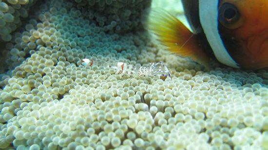 Glasgarnelen und im Hintergrund ein netter Nemo!