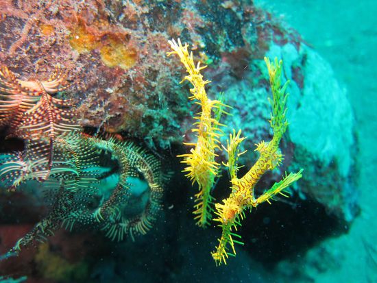 Geisterfetzenfische.