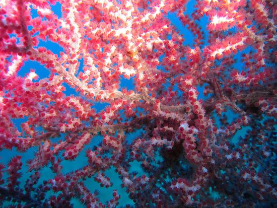 Hippocampus! Wer findet das Seepferdchen?