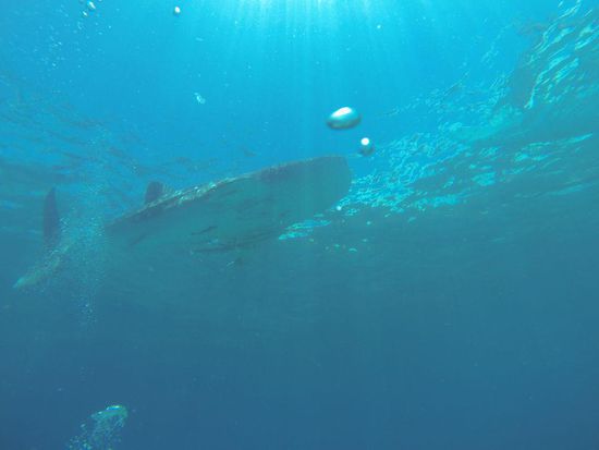 Schade ist nur, dass die Tiere hier angefüttert werden. Aber wenigstens werden sie nicht berührt und wenn doch wird man sofort aus dem Wasser gezogen und muss Strafe bezahlen.