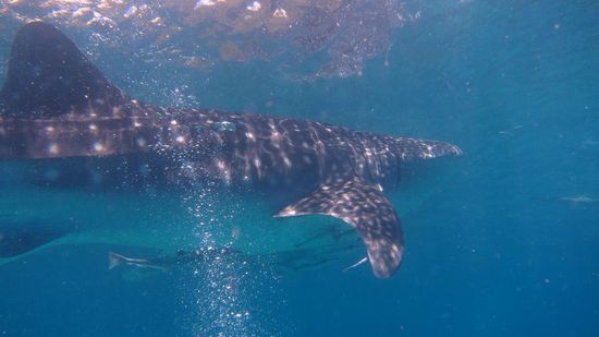 Echt schöne Fische, wie wir jetzt ja wissen !
