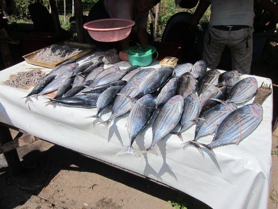 Am Mittwochsmarkt. Hmmmmmmmmmmmmm Fisch!