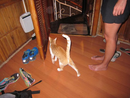 Die Katze kam auch nachschauen ob die Ratte da ist, leider nix gefunden und tschüß 