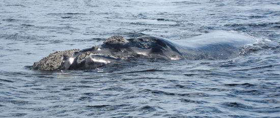 Da ist er schon der erste Dicke juhuuuuuuuuuuuuuu.