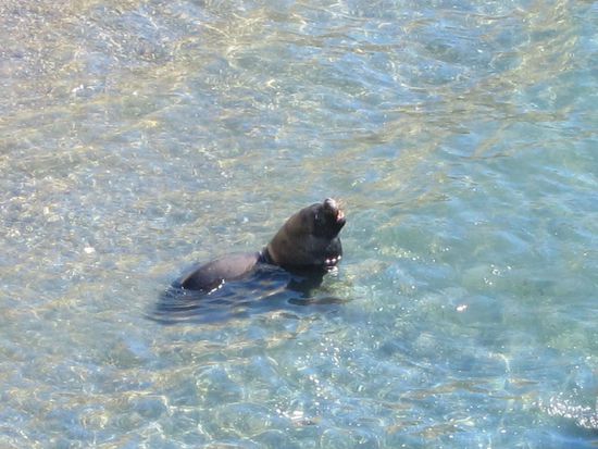 Vor Aufregung fast drauf vergessen: Am Tag bevor wir zu den Walen sind, waren wir mit den Rädern bei einer Seelöwenkolonie. Die Radtour war ganz schön anstrengend aber die Mühen haben sich gelohnt!