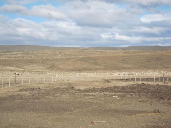 Endlose Weite unglaublich. Das weiße sind alles Schafe die hatten auf dem Bild gar nicht alle Platz.
