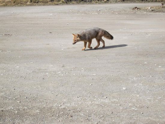 Im Park laufen Füchse und anderes Getier herum. Aber die sind recht zutraulich und spazieren einfach an einem vorbei ohne mit der Wimper zu zucken. Hier der Beweis. Es gibt net so viel Tag im Jahr, wie der Fuchs am Schwanz hat Haar gg.