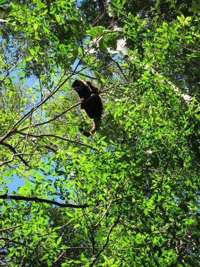 Nebst Wasser sahen wir diese kleinen netten Tierchen, .....