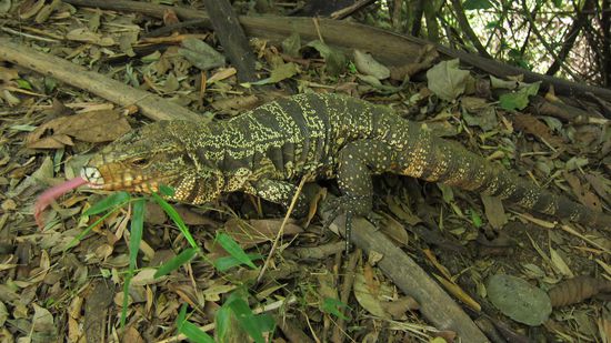 ........... noch mehr nette Tierchen,..........