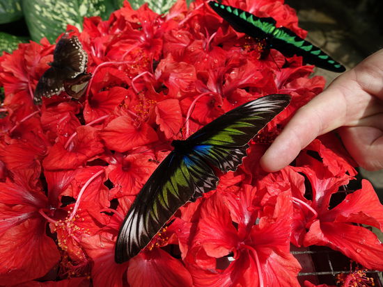 Riesen Schmetterlinge im Butterfly Garden