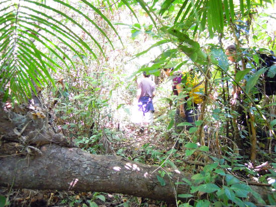 Und ab in den Dschungl