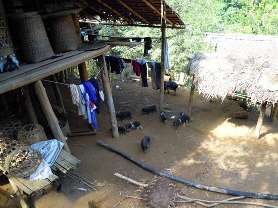 Hier lebt alles: Menschen, Schweine, Hühner, Hunde usw.