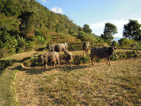 Reisterassen und Wasserbüffel