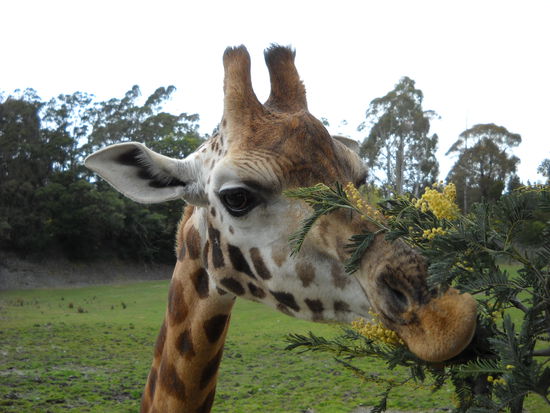 Eine Giraffe, die ich gerade mt diesem Ast am füttern war