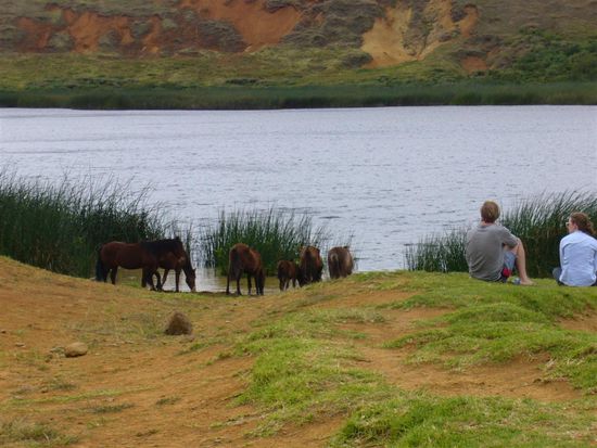 Am Kratersee mit Wildpferden