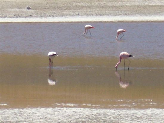 Flamingos in einer Lagune