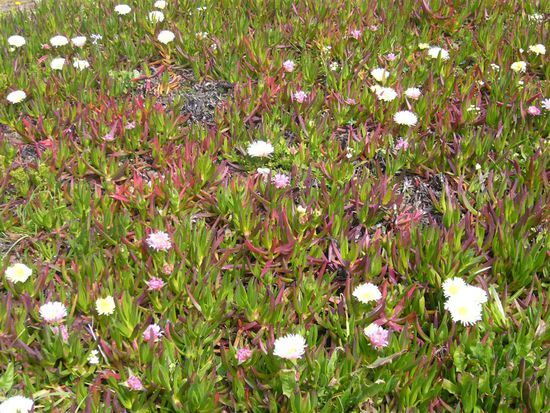 Eine schöne Blumenwiese!