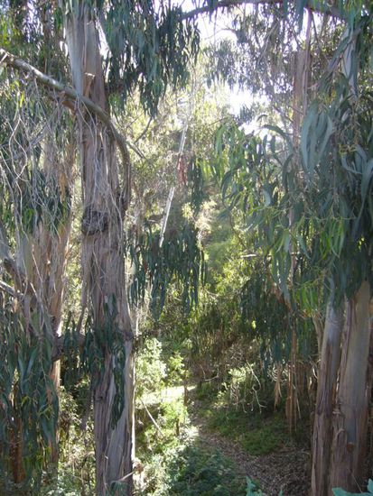 MItten im Ort ein kleiner Urwald^^