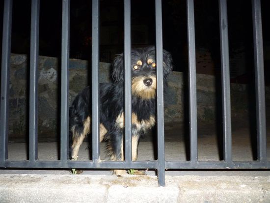 Der süße Hund hat mich die ganze Zeit auf meinem Heimweg begleitet