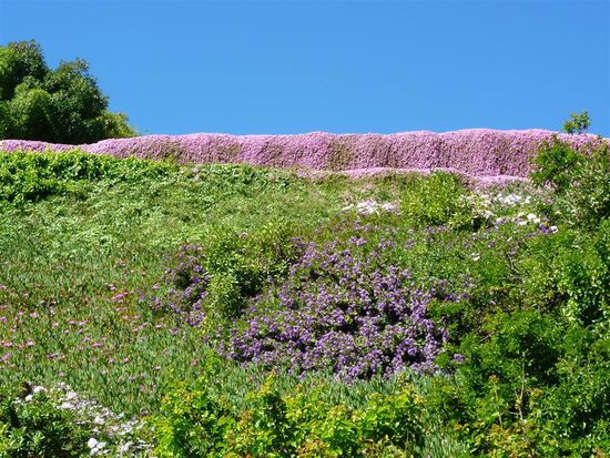 Alles ist mit schönen Blumn in sämtlichen Farben bewachsen