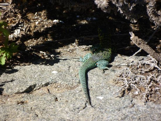 Eine Echse haben wir auch gesehen