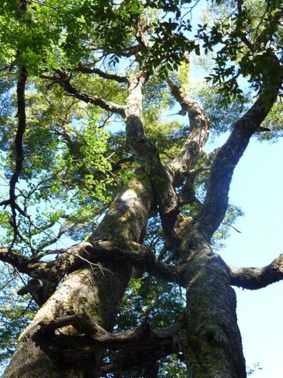 Die beiden Bäume haben sich lieb