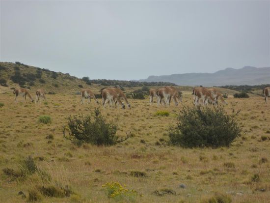 Guanacos, Verwandte des kamels