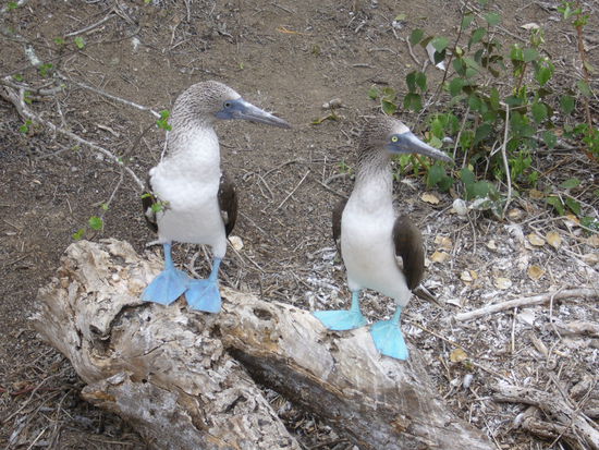 Färbungsintensität der Füsse und grössere Pupillenweite unterscheidet Frau Blaufusstoelpel von ihrem Mann