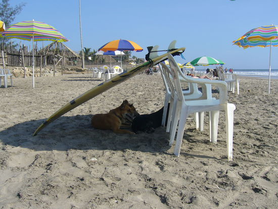 das ist Montanita: Surfer, Hunde, Strand und Meer