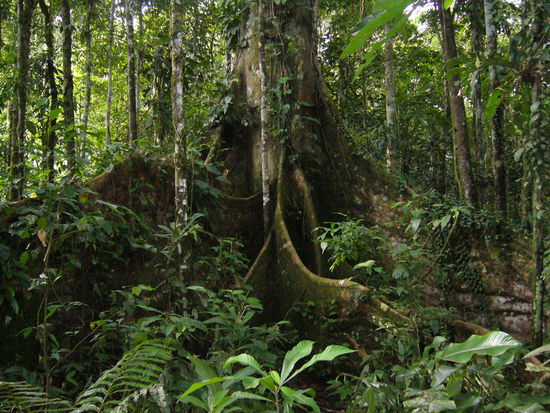 Netter kleiner Ficus auf der Station