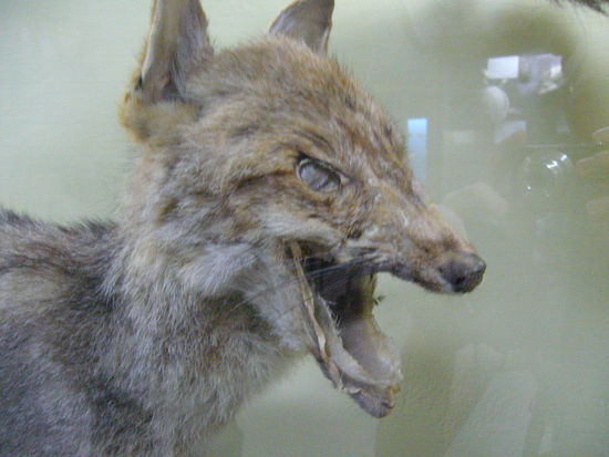 der Arme hat weder Augen noch ein richtiges Gebiss