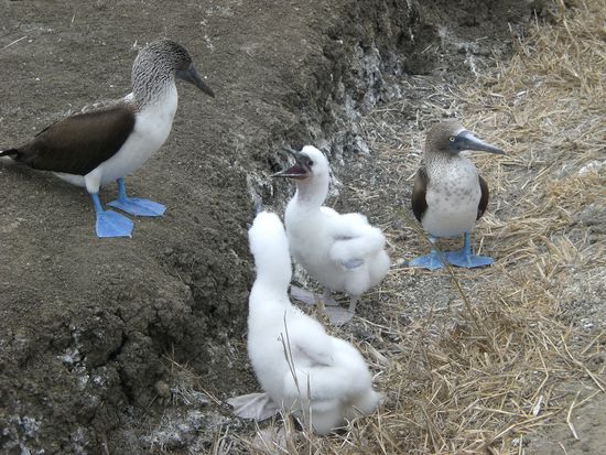 Eine Familie von bluefeeted boobies
