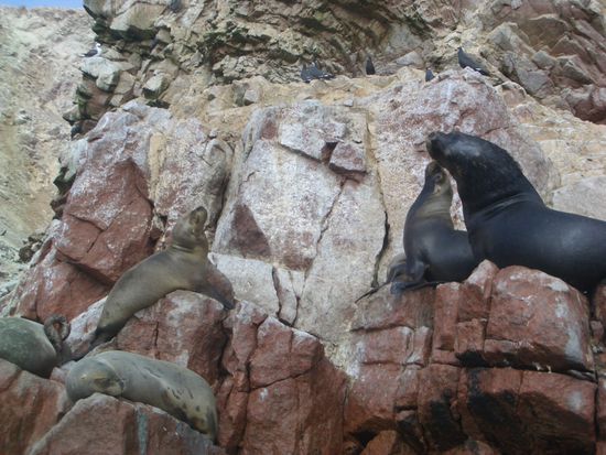Seeloewen auf den Islas Ballestas