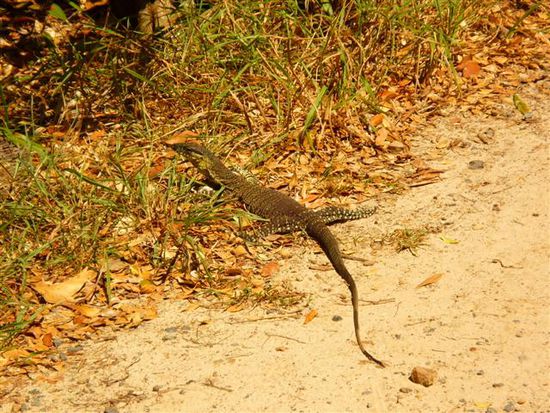 ein goanna (ich glaub, man schreibt es so), die laufen hier überall rum^^