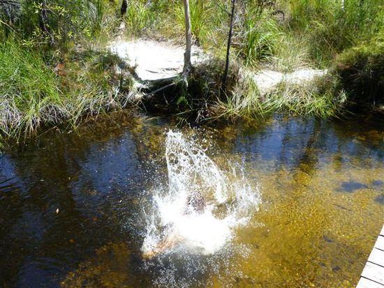 pflatsch, der wal ist wieder im wasser so ungefähr sah des bei dem wal auch aus