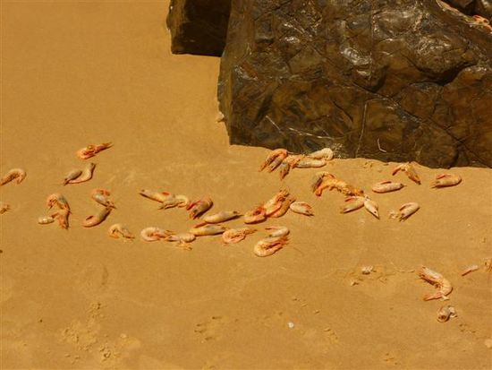 yami, scampi!^^ die lagen da einfach so rum...wahrscheinlich von der sonne gebraten